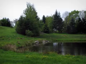 Landschappen van de Limousin - Meadow bezaaid met wilde bloemen, bomen en vijver