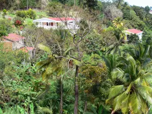 Landschappen van Martinique - Huizen in de weelderige natuur