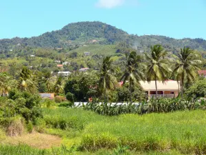 Landschappen van Martinique - Groene bezaaid met huizen