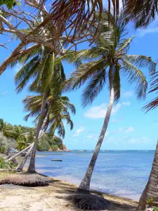 Landschappen van Martinique - Caravelle schiereiland in Tartane kokosnoot bomen aan de rand van de Atlantische Oceaan, met uitzicht op het puntje Bibi