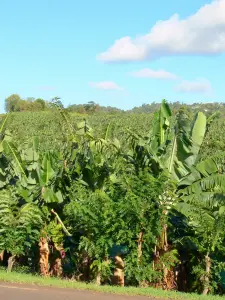 Landschappen van Martinique - Banaan veld aan de rand van een weg