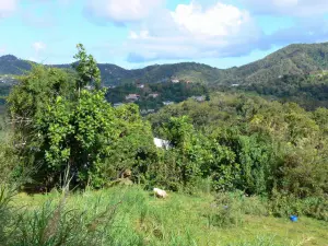 Landschappen van Martinique - Kleine groene heuvels bezaaid met huizen