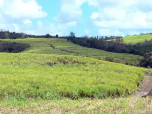 Landschappen van Martinique - Suikerrietvelden