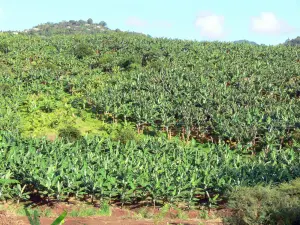 Landschappen van Martinique - Bananenplantage