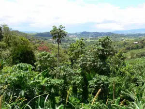 Landschappen van Martinique - Tropische vegetatie