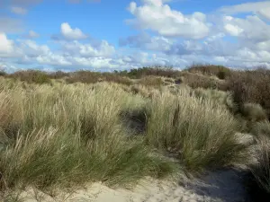 Landschappen van le Nord - Opaalkust: duin beplant met helmgras, wolken in de blauwe hemel