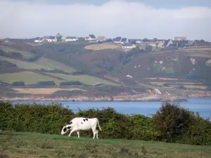 Landschappen van Normandië - Caps weg, in het schiereiland Cotentin: Norman koe in een weide, heide en huizen met uitzicht op de zee (Engels Kanaal)