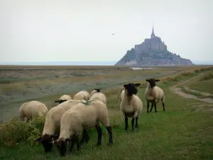 Landschappen van Normandië - Schapen van kwelders en Mont-Saint-Michel