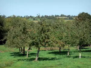 Landschappen van Normandië - Apple (fruitbomen) in een weide