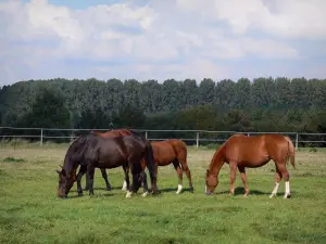 Landschappen van Picardië - Paarden in een weide, bomen op de achtergrond