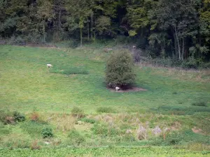 Landschappen van Picardië - Weide met een paar schapen, bomen
