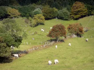 Landschappen van Puy-de-Dôme - Regionale Natuurpark van de Auvergne Vulkanen: koeien in een weiland en bomen in de Sancy (Monts Dore)