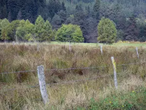 Landschappen van Puy-de-Dôme - Regionale park Livradois: een veld hek, bomen en dennenbos