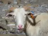 Landschappen van de Pyreneeën - Parc National des Pyrenees: ram (schapen)