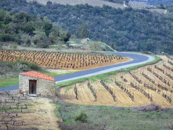 Landschappen van de Pyrénées-Orientales - Shack wijnmaker op een kleine weg bekleed met wijngaarden, in de Fenolheda