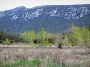 Landschappen van de Pyrénées-Orientales - Fenouillèdes: bos aan de voet van een kalkstenen heuvel