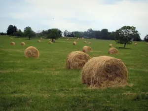 Landschappen van de Quercy - Strobalen in een veld en bomen op de achtergrond