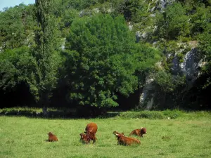 Landschappen van de Quercy - Koeien in een weiland en bomen