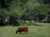 Landschappen van de Quercy - Koe in een weiland en bomen