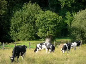 Landschappen van de Sarthe - Mancelles Alpen, in het Regionaal Natuurpark Normandië-Maine kudde koeien in een weiland omringd door bomen