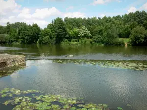 Landschappen van de Sarthe - Vallei van de Sarthe: Sarthe oever van de rivier en beplant met bomen