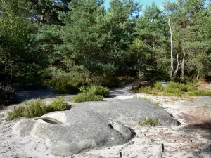 Landschappen van de Seine-et-Marne - Bos van Fontainebleau: rock, vegetatie en bomen