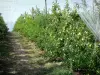 Landschappen van de Tarn-et-Garonne - Apple boomgaard