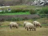 Landschappen van de Vendée - Schapen in een weide