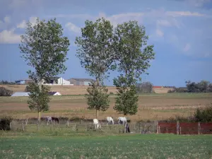 Landschappen van de Vienne - Velden, paarden in een weiland, bomen en boerderijen