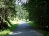 Landschappen van de Vogezen - Weg in een bos in de Vogezen
