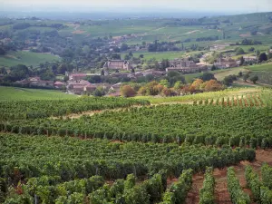 Landschappen van Zuidelijke Bourgondië - Wijngaarden van de Mâconnais wijngaarden