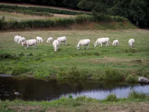 Landschappen van Zuidelijke Bourgondië - Kudde van Charolais koeien in een weiland naast een rivier