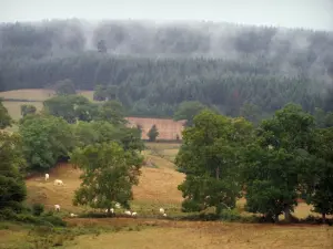 Landschappen van Zuidelijke Bourgondië - Pasture, kudde Charolais koeien, bomen en bos in de mist