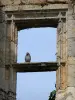 Larressingle - Pigeon sentado en la barra de una ventana del castillo-prisión