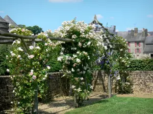 Lassay-les-Châteaux - Climbing roses of the medieval garden