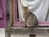 Lauzerte - Gatto seduto sul davanzale della finestra