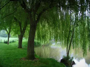 Lavardin - Promenade du poète : rive agrémentée de saules-pleureurs (arbres) et rivière (le Loir)