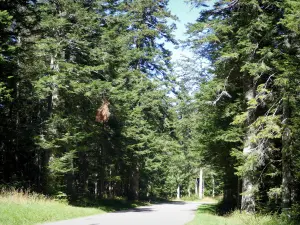 Lente Forest - Road lined with trees, in the heart of the Vercors Regional Natural Park