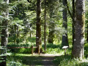 Lente Forest - Vercors Regional Nature Park: discovery trail, with explanatory panel, and trees in the national forest