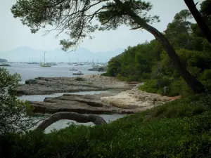 Lérins-eilanden - Sainte-Marguerite eiland: mediterrane vegetatie, dennen (bomen), baaien, rotsen, zee met boten en heuvels van de Côte d'Azur op de achtergrond