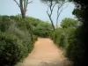 Lérins island - Sainte-Marguerite island: road (footpath) lined with Mediterranean vegetation