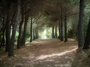 Lérins island - Sainte-Marguerite island: road (footpaths) in the forest