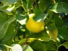 Limón de Menton - Hojas de limón y un limón
