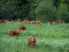 Limousin cow - Cows in a meadow and trees