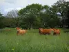 Limousin cow - Cows in a field, wild flowers, trees and clouds in the sky