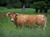 Limousin cow - Cow in a field