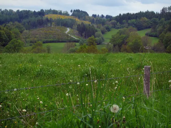 Limousin landscapes - Field of wild flowers, prairies and trees