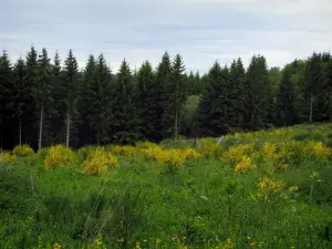 Limousin landscapes - Blooming brooms and spruce forest