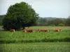 Limousin landscapes - Cows in a field and trees