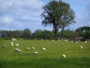 Limousin landscapes - Herd of sheeps in a prairie and trees, in Basse-Marche